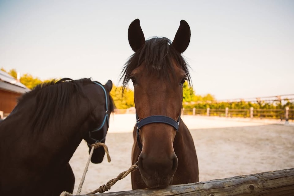 Ko telo reče dovolj: oddih na Posestvu Pule kot odgovor na burnout